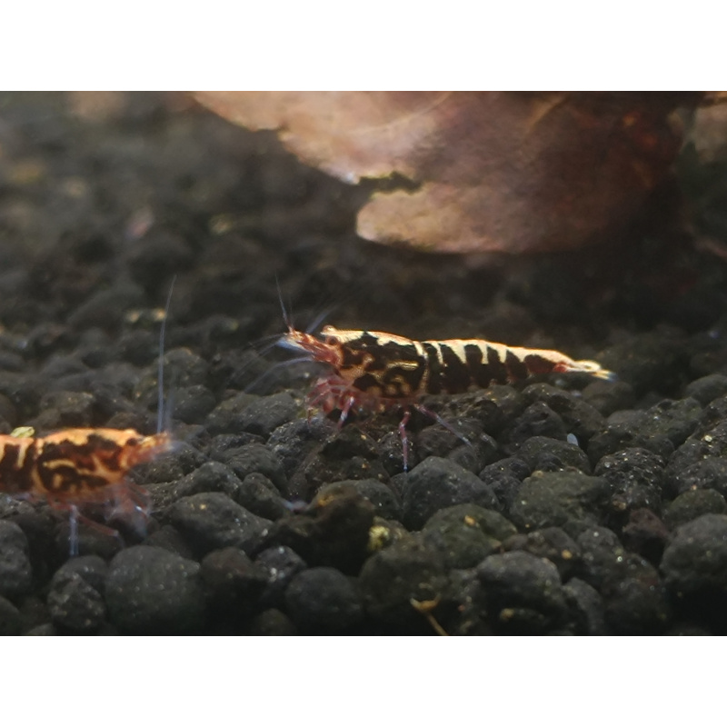 X5+1 Red Snowflake Caridina High Grade