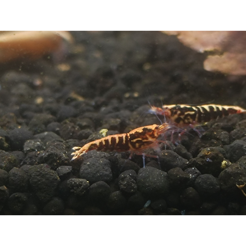 X5+1 Red Snowflake Caridina High Grade