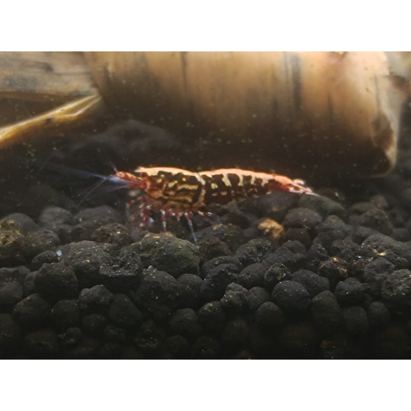 X5+1 Red Snowflake Caridina High Grade