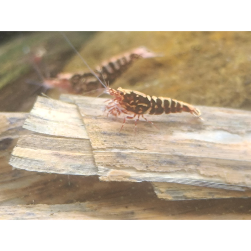 X5+1 Red Snowflake Caridina High Grade