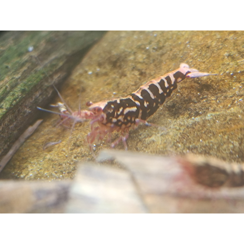X5+1 Red Snowflake Caridina High Grade