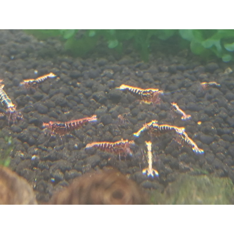 X5+1 Red Snowflake Caridina High Grade