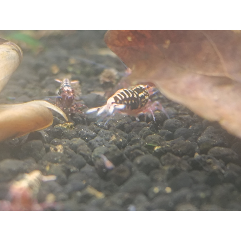 X5+1 Red Snowflake Caridina High Grade