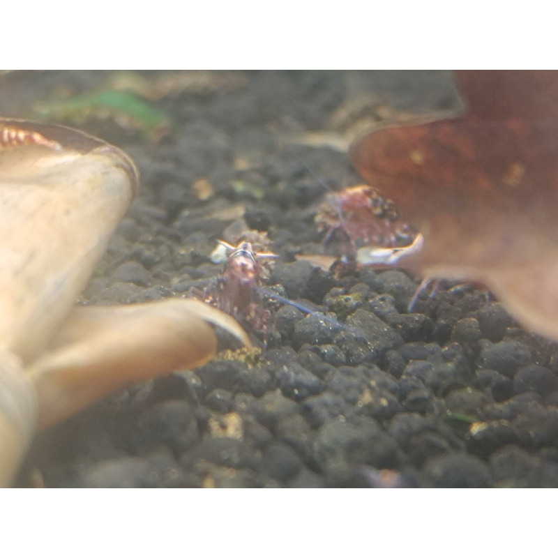 X5+1 Red Snowflake Caridina High Grade