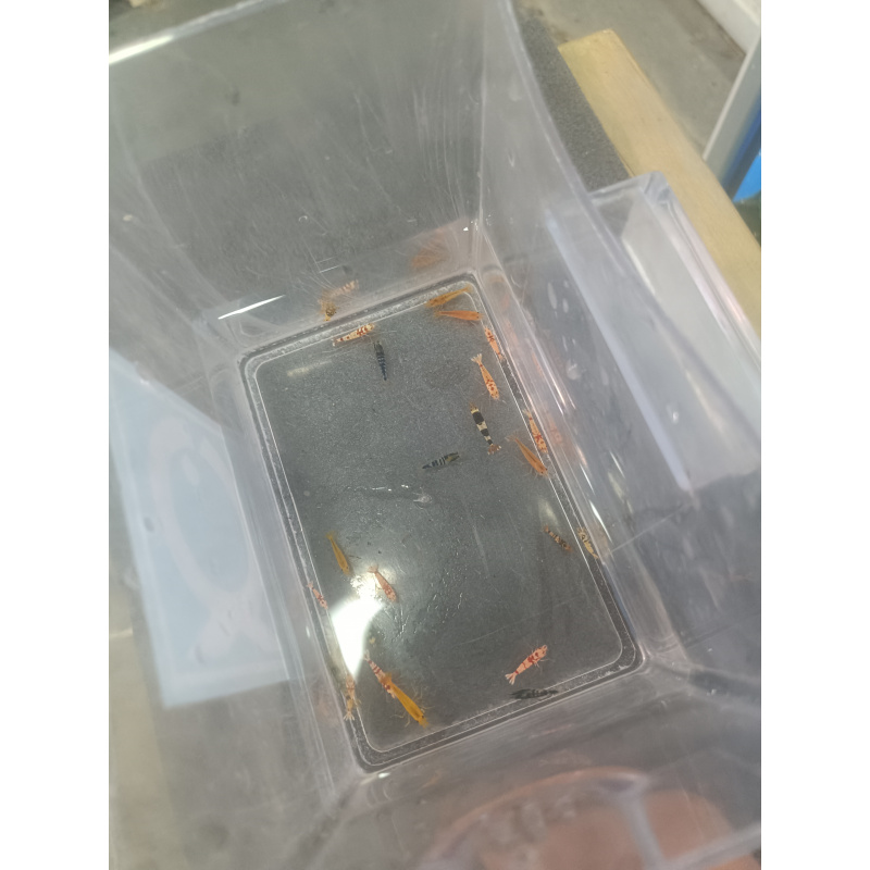 x10+1 Caridina Culls Mix Sidekicks