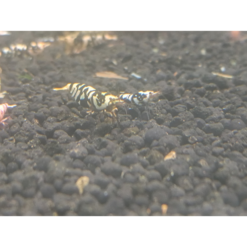 x5+1 Black Fancy Tiger