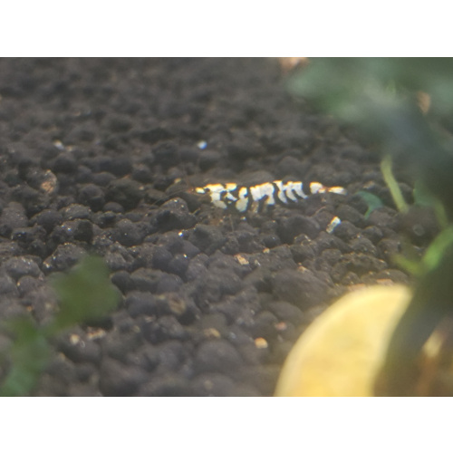 x5+1 Black Fancy Tiger