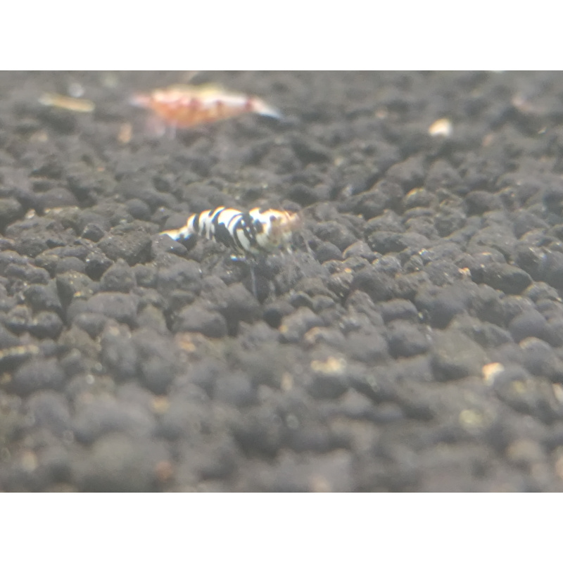 x5+1 Black Fancy Tiger