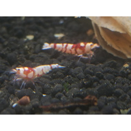 x5+1 Red Fancy Tiger