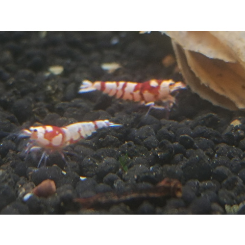 x5+1 Red Fancy Tiger