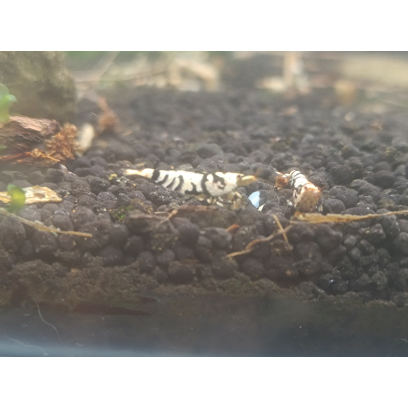 x5+1 Black Fancy Tiger