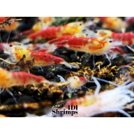 x5+1 Red Dragon/ Calceo Bee Caridina