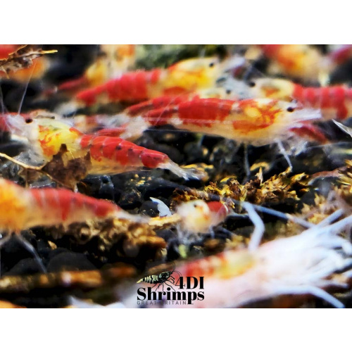 x5+1 Red Dragon/ Calceo Bee Caridina