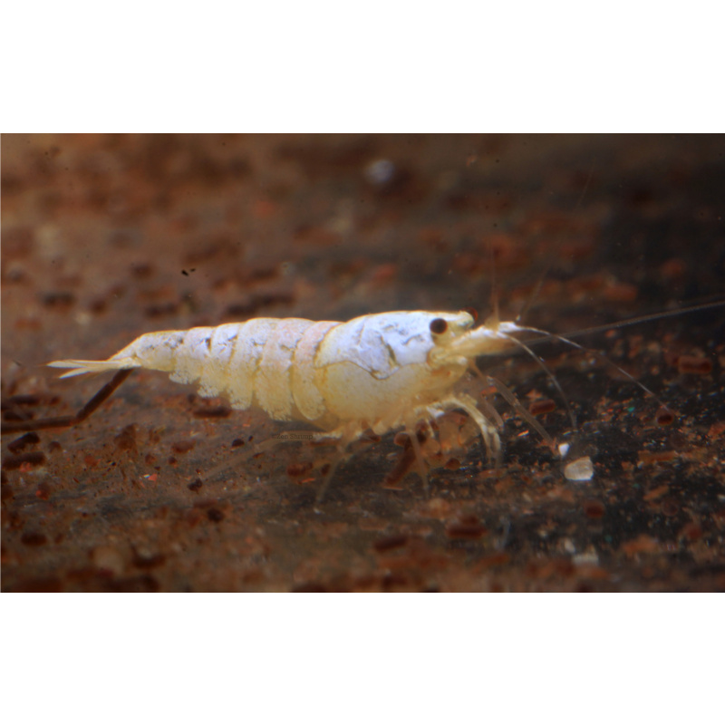 10x UK Bred Snow White Caridina Shrimp (aka Pure White Line - PWL)