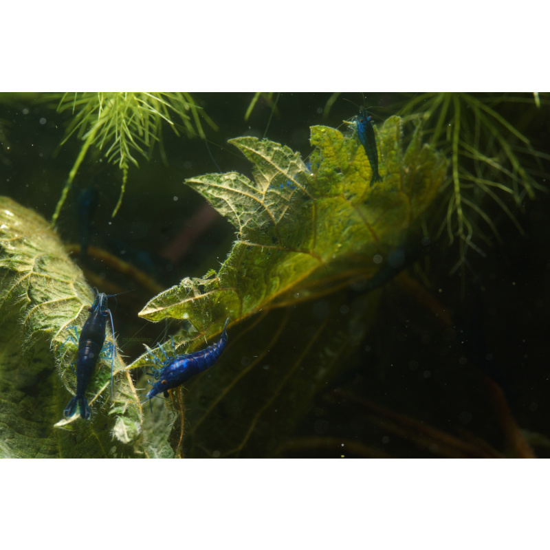 10x UK Bred Blue Diamond Neocaridina Shrimp - Opaque Dark Glossy Blue