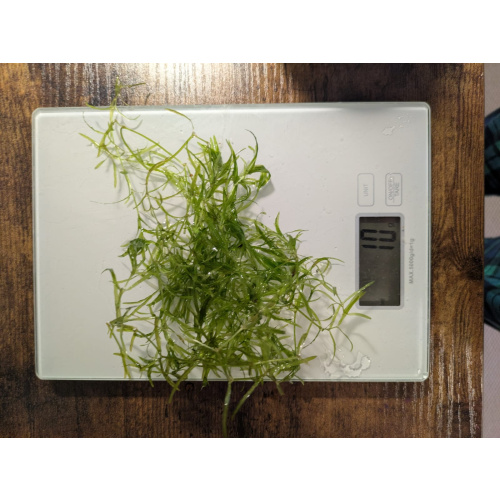 GUPPY GRASS 10G - NAJAS TROPICAL OXYGENATING HEALTHY AQUARIUM PLANTS SHRIMP SAFE