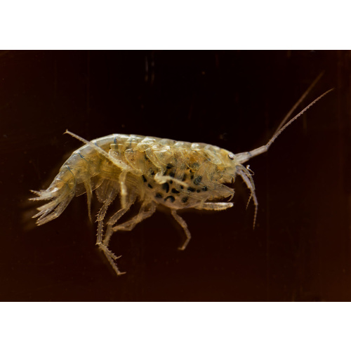 Cheap River Shrimp as Cleanup Crew or Live Food