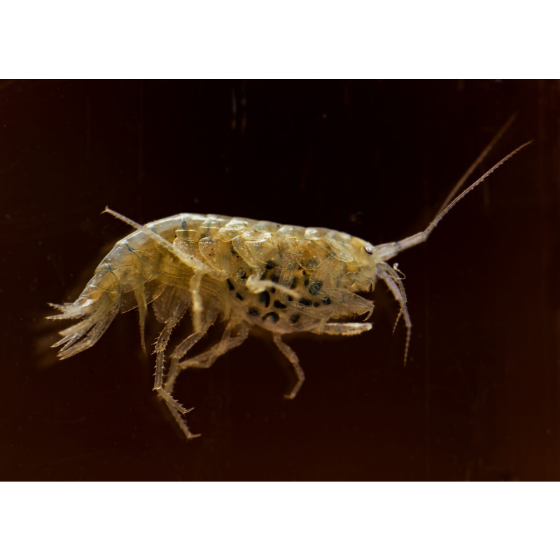 Cheap River Shrimp / Scuds as Cleanup Crew for Substrate or Live Food