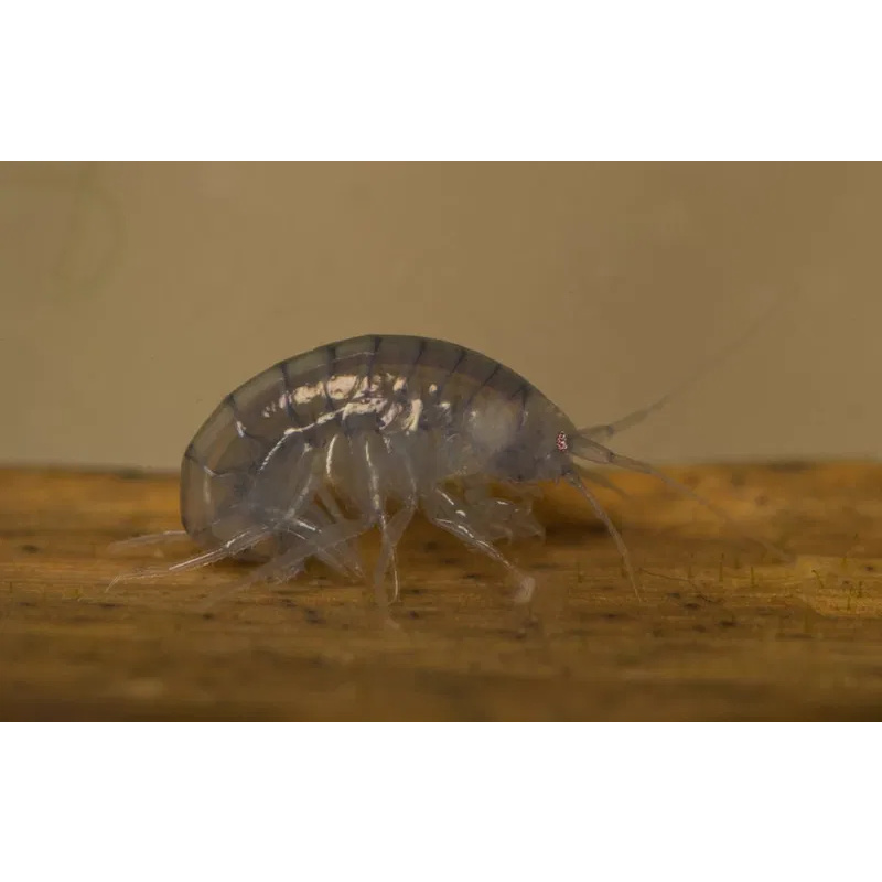 Cheap River Shrimp as Cleanup Crew or Live Food