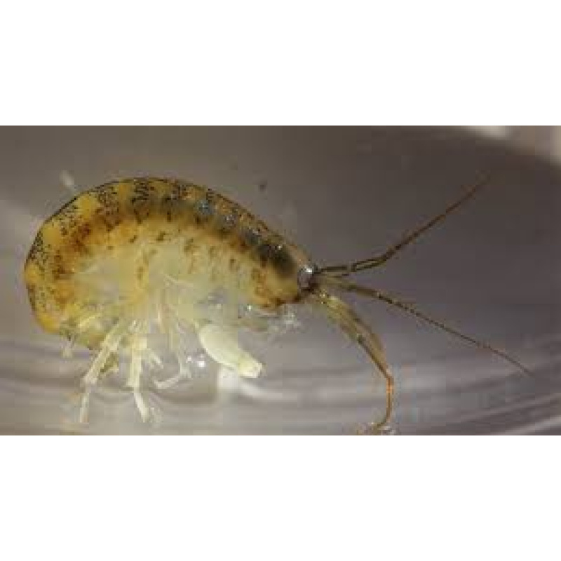 Cheap River Shrimp as Cleanup Crew or Live Food