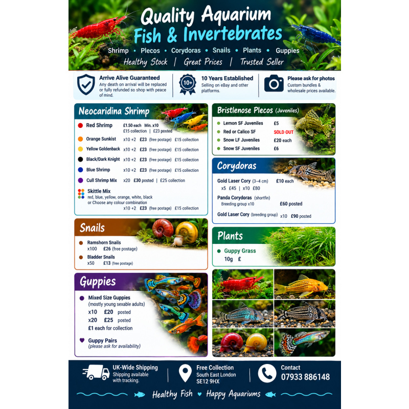 10 + 2 FREE Mixed Skittle Neocaridina Shrimp | Colour Mix | Next-Day Tracked Delivery