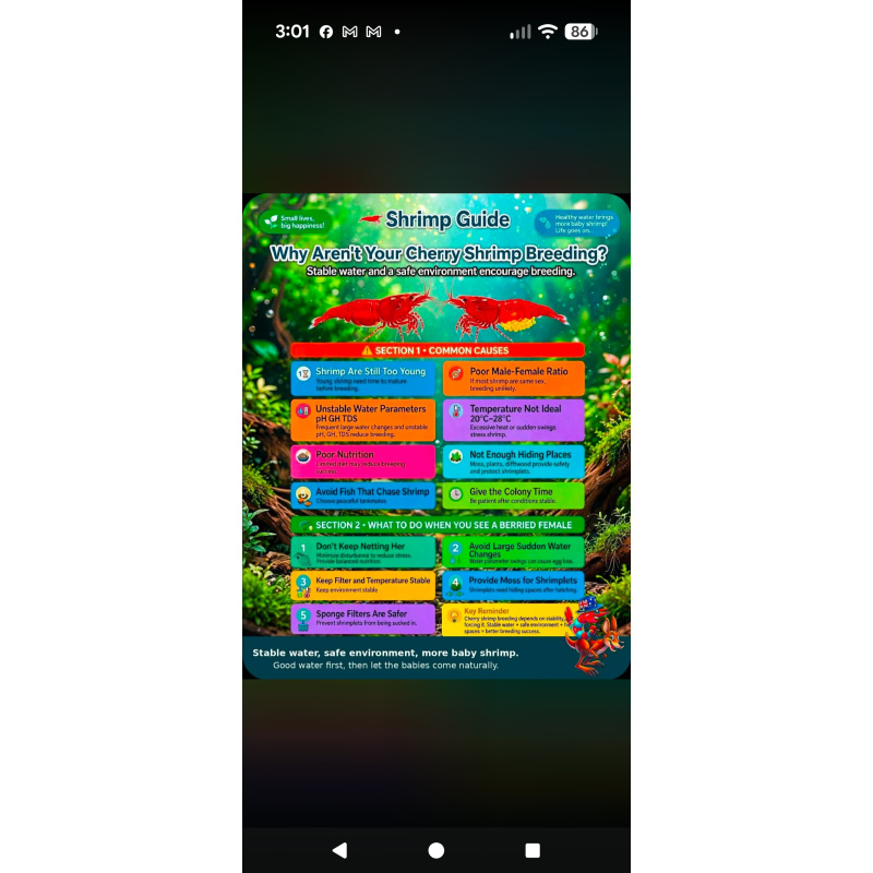 10 + 2 FREE Mixed Skittle Neocaridina Shrimp | Colour Mix | Next-Day Tracked Delivery