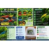 10 + 2 FREE Mixed Skittle Neocaridina Shrimp | Colour Mix | Next-Day Tracked Delivery