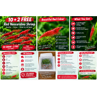 10 x HIGH GRADE Red Cherry Shrimps + 2 Extra Shrimps with FREE Shipping, FREE guppy grass