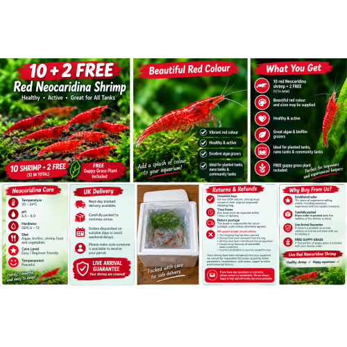 10 x HIGH GRADE Red Cherry Shrimps + 2 Extra Shrimps with FREE Shipping, FREE guppy grass
