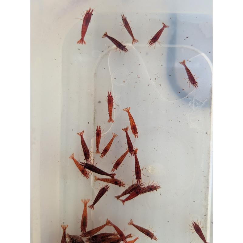 10 x HIGH GRADE Red Cherry Shrimps + 2 Extra Shrimps with FREE Shipping, FREE guppy grass