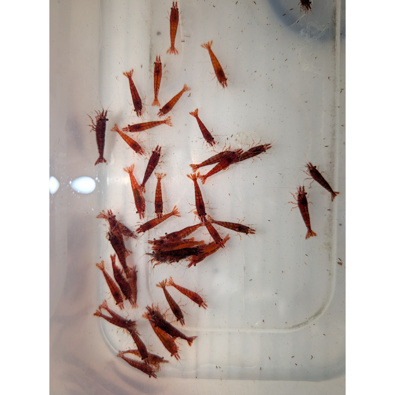 20 x HIGH GRADE Red Cherry Shrimps + 4 Extra Shrimps with FREE Shipping, FREE guppy grass