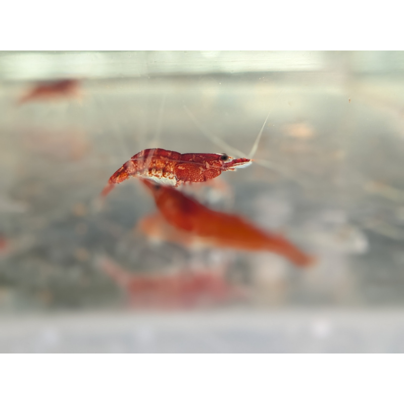 10 x HIGH GRADE Red Cherry Shrimps + 2 Extra Shrimps with FREE Shipping, FREE guppy grass