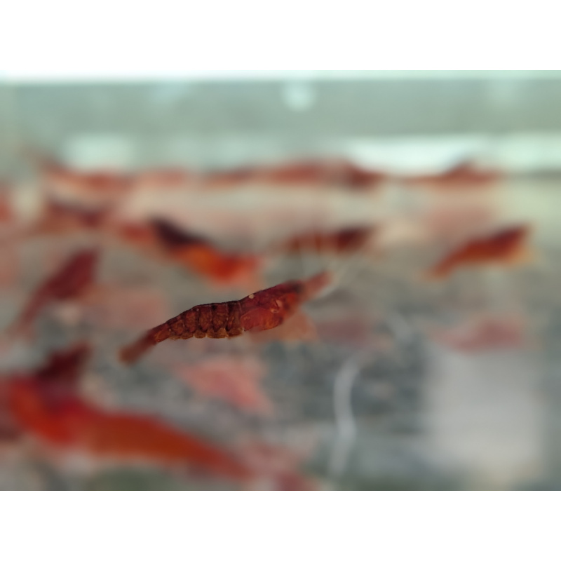 10 x HIGH GRADE Red Cherry Shrimps + 2 Extra Shrimps with FREE Shipping, FREE guppy grass