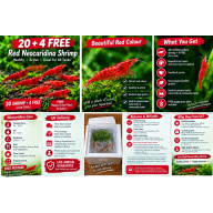 20 x HIGH GRADE Red Cherry Shrimps + 4 Extra Shrimps with FREE Shipping, FREE guppy grass