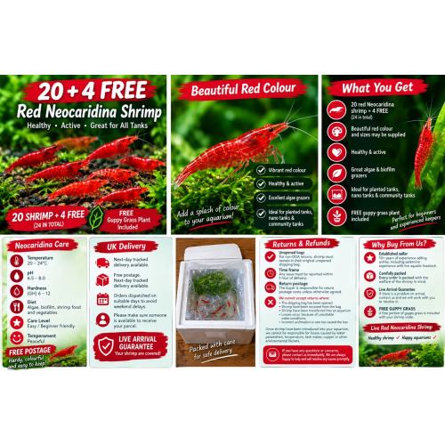 20 x HIGH GRADE Red Cherry Shrimps + 4 Extra Shrimps with FREE Shipping, FREE guppy grass