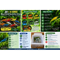 mixed coloured skittle shrimp/pick n mix packs x20 plus x4 extra for FREE, FREE next day delivery with tracking, FREE guppy grass plant