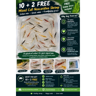 Mixed culls/skittle pack x10 plus +2 in case of doa, IFree next day delivery with tracking, FREE guppy grass or other plant