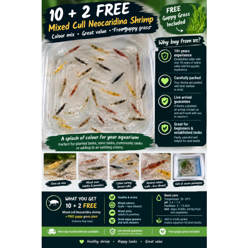 Mixed culls/skittle pack x10 plus +2 in case of doa, IFree next day delivery with tracking, FREE guppy grass or other plant