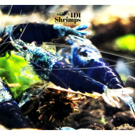 X5+1 Ocean Blue Caridina High Grade