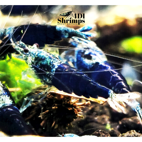 X5+1 Ocean Blue Caridina High Grade