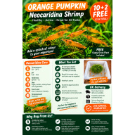 Orange pumpkin shrimp x10 plus x2 extra for FREE, FREE next day delivery with tracking, FREE guppy grass plant