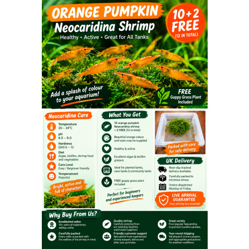 Orange pumpkin shrimp x10 plus x2 extra for FREE, FREE next day delivery with tracking, FREE guppy grass plant