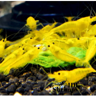 x5+1 Yellow King Kong Caridina