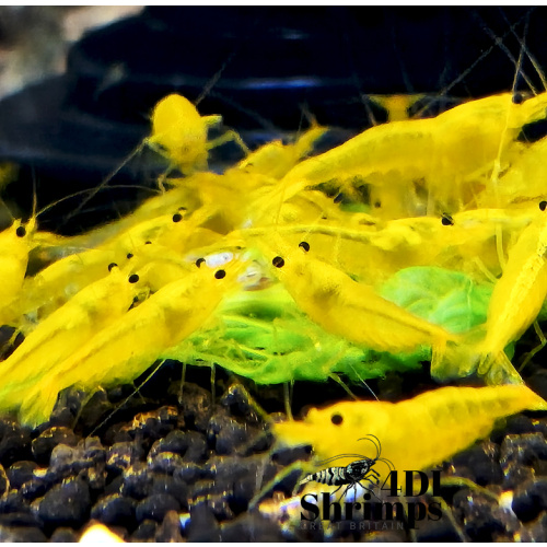 x5+1 Yellow King Kong Caridina