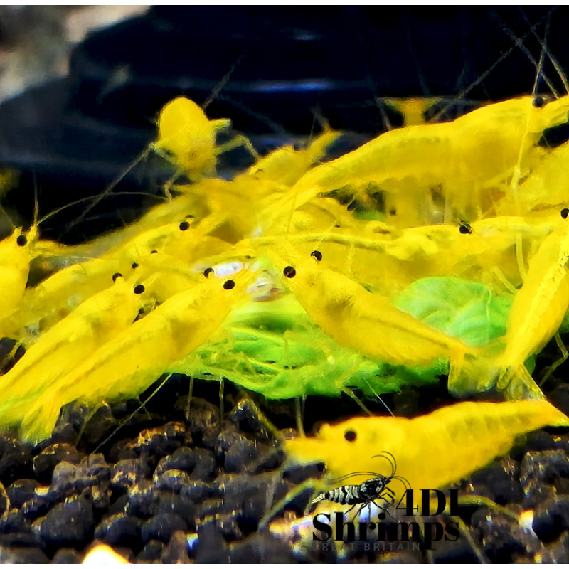 x5+1 Yellow King Kong Caridina