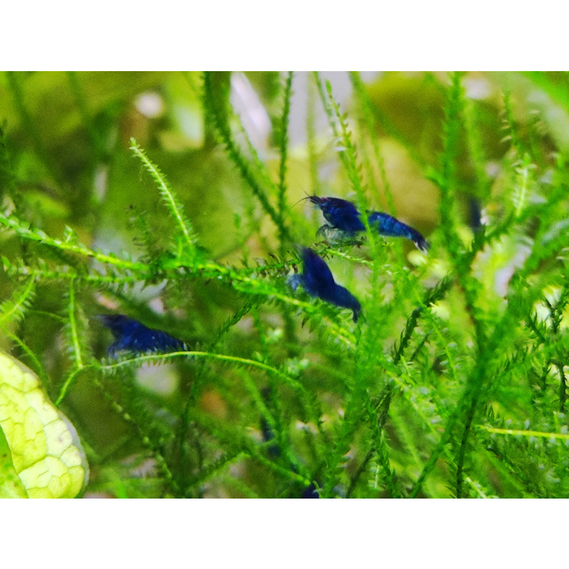 Blue velvet shrimp - collection Newmarket, Suffolk