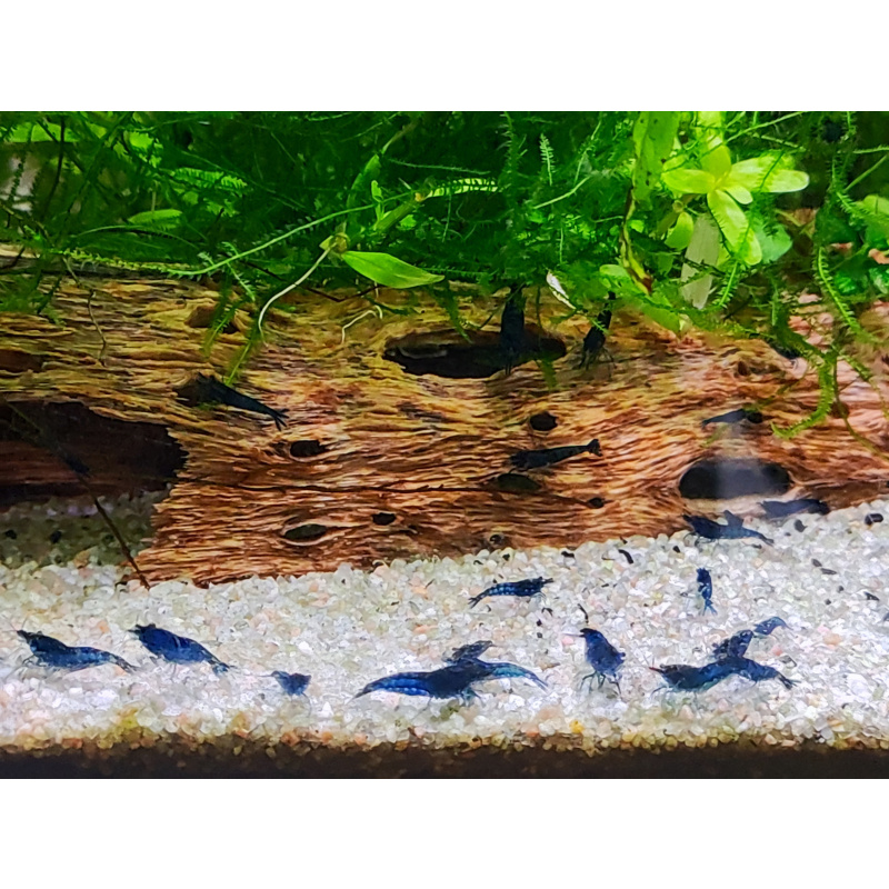 Blue velvet shrimp - collection Newmarket, Suffolk