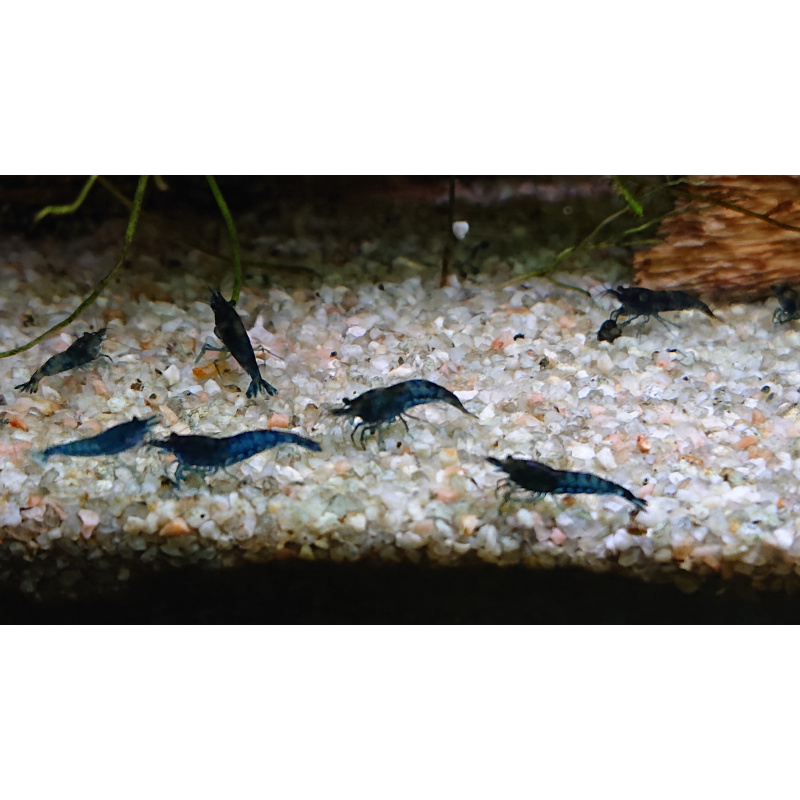 Blue velvet shrimp - collection Newmarket, Suffolk