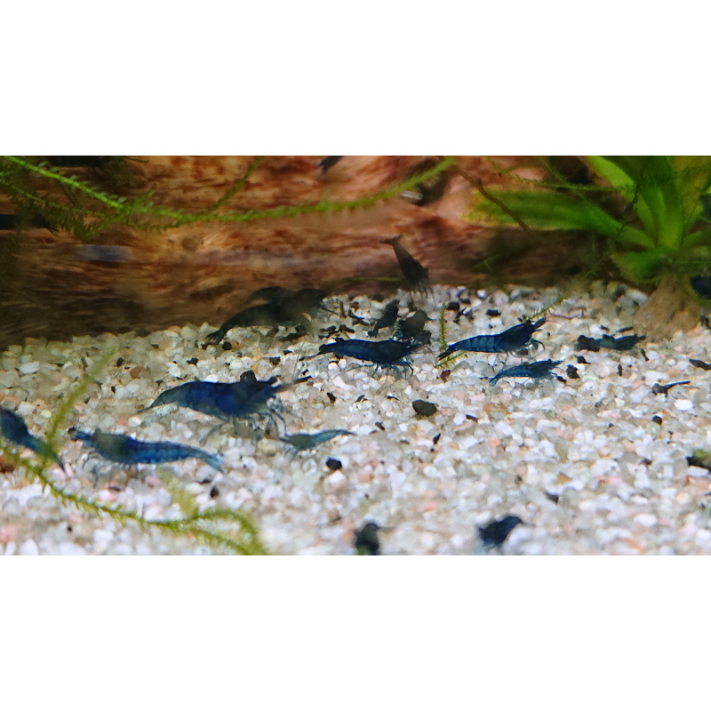 Blue velvet shrimp - collection Newmarket, Suffolk