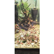 30x Mixed grade cherry shrimps Neocaridina davidi